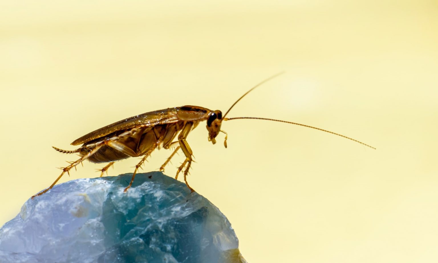 Why Are There Roaches In My Car? (7 Reasons Why)