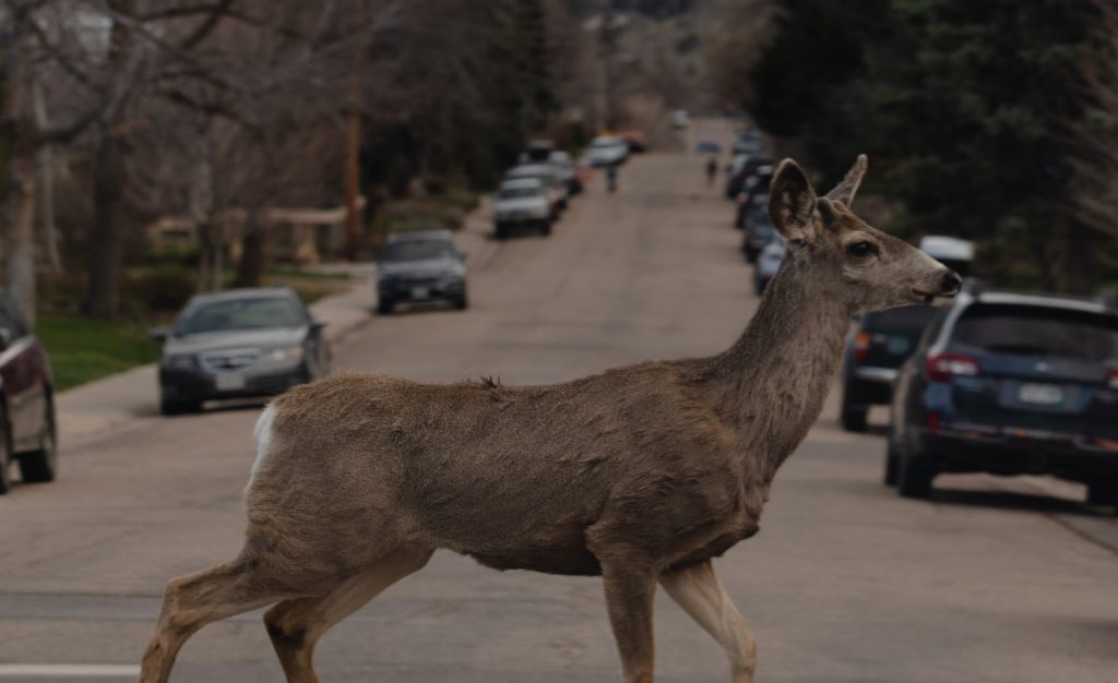 Why Do Deer Run Into Cars? (9 Reasons Why) Autoily