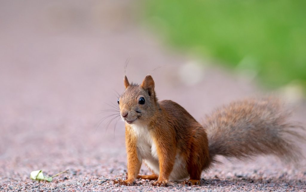 9 Reasons Why Squirrels Run In Front Of Cars (Guide)