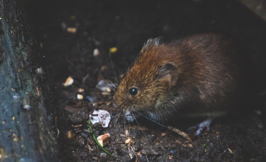 Why Do Rats Eat Car Wires? (5 Reasons Why) Autoily