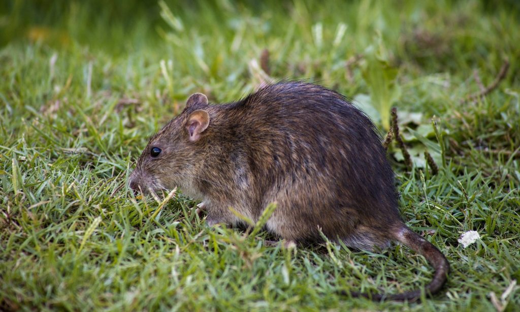 Why Do Rats Eat Car Wires 5 Reasons Why Autoily